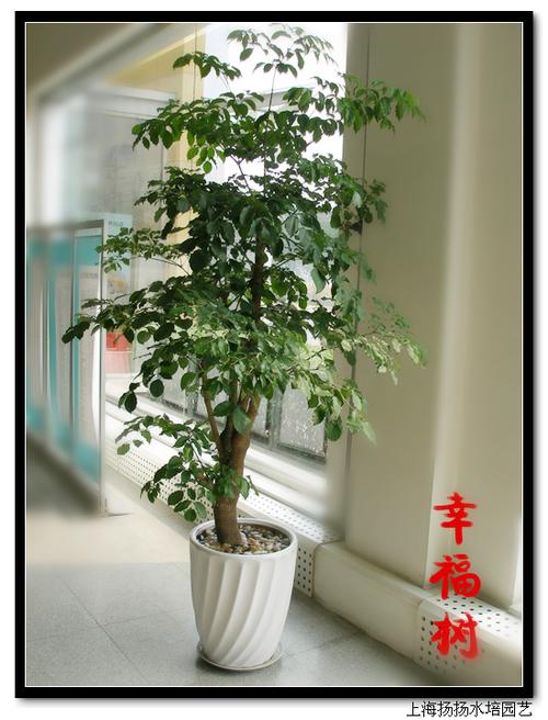 幸福树
